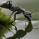 Dianett Irizarry Rivera