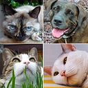 Carles Salom Galofré