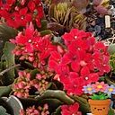 Paula Nibia Alvarez Caitano