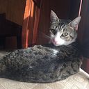 Mathias Mittersteiner