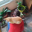 Iria López González