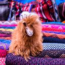 Robert Steve Zapata Sequeiros