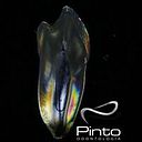 Edson Pinto Salamanca