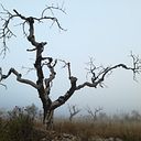 Laura Torres Moratalla