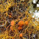 Andres Alejandro Camargo