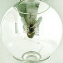 Sarah Arriscado Triquell