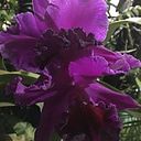 Graciela Elizabeth Garcia