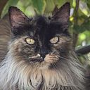 José Luis Menéndez Obregón