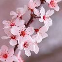 Florinda Arias Miño