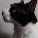 alcatiz