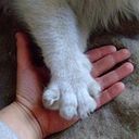 Ludovico Callo Ivars