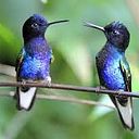 annika y sabine spell