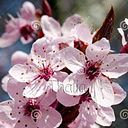 Mario Castro Davalos