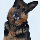 carlos roberto ferreira de souza