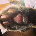 Sebatián Pastén Fuenzalida