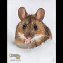 José jesus Chavarría mendoza