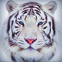 Marco Mauricio Mercado Miranda