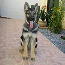 dguarino