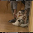 Hrindani Beu