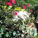 María José Antuña