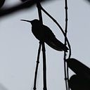 Natalia Agudelo Sepúlveda