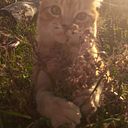 chessxx9