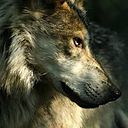 David Román Artieda