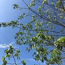 Germania Celi Dueñas