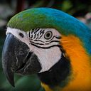 Olga Lucía Hoyos Lopera