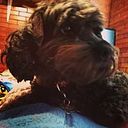 Fabiola Zǝpuɐuɹǝɥ