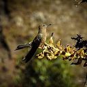 Carlos Alberto Soto Camacho