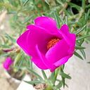 Erney Bustos Contreras