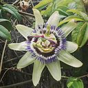 Susana Jurado Gallego