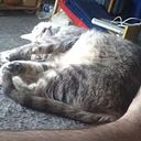 Federico della Colletta