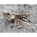 Tomás Oliver Beldad