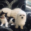 Amparo Elena Albornoz B