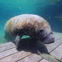 Anni An Flores Serrano