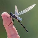 miquel borgoñoz font