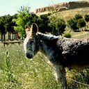 Javier Mínguez Menéndez