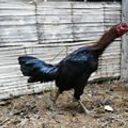 trinidadvegajosefernando16