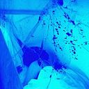 Carlitos Scolopendra