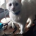 Adriano Gomolán Portius