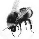 ELIANA LANDAETA APONTE