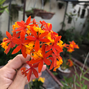 Sigrid Torralbo Pérez