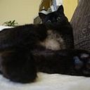 Debora Cristina Gomes Camargo