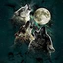Wolfinck Bravo