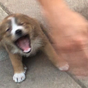 JJ