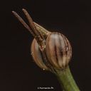 Hugo Armando CAMACHO