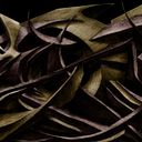 Pablo Armando Marcial Albino