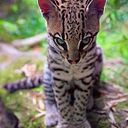 Neryth Yamile Manrique Mendoza